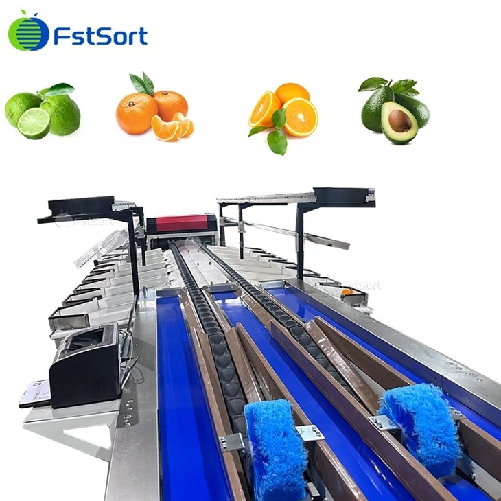 Avocado Fruit Washing Drying Waxing Sorting Processing Machine best